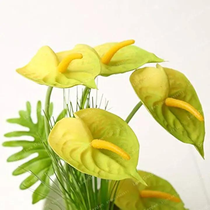 Yellow Anthurium Andraeanu Flower Seeds for Planting - NON GMO Seeds Dhara Seeds
