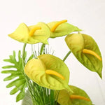 Yellow Anthurium Andraeanu Flower Seeds for Planting - NON GMO Seeds Dhara Seeds