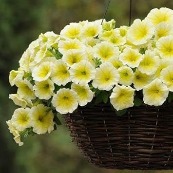 Yellow & White Heirloom Petunia Flower Seeds for Planting - NON-GMO, Easy to Grow Garden Blooms seeds for planting in home garden
