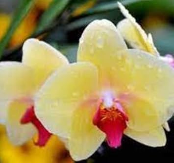 Light Yellow Butterfly Orchids Flower Seeds for Planting - NON GMO Seeds