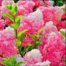 Vanilla Strawberry Hydrangea Flower Seeds for Planting - Heirloom and Non GMO seeds for planting in home garden