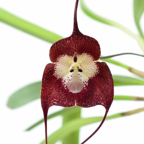 Red Monkey Face Orchid Flower - Heirloom, Non - Gmo Seeds