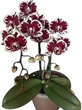 Maroon White Phalaenopsis Orchid Flower Seeds – Heirloom, Non-GMO Seeds for Planting