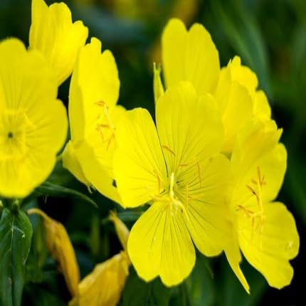 Candelabra Primrose Flower Yellow - Heirloom, Non - Gmo Seeds