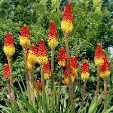 Fresh Caulescens Flower Seeds for Planting - 100