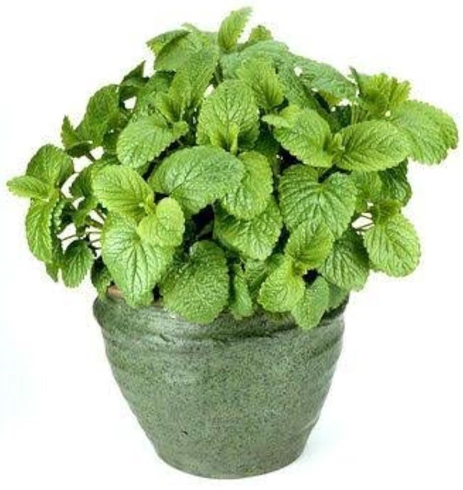 Bonsai Mint Lemon Melissa seeds growing into compact plants with lemon-scented mint leaves ideal for teas and fresh garnishes