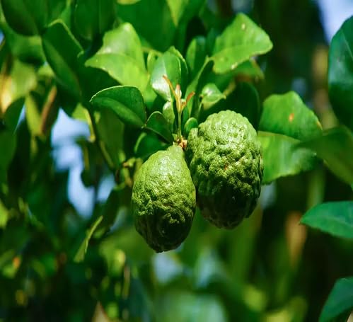 Green Bergamot Fruit
