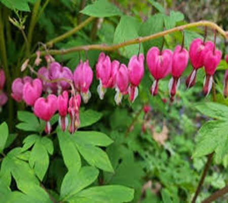 Dicentra Spectabilis Flower - Heirloom, Non - Gmo Seeds
