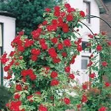 Climbing Rose Flower Seeds for Planting – Heirloom, Non-GMO Seeds for Vertical Gardens - Rose for planting in home garden