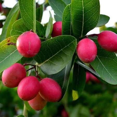Carissa Carandas Lime Berry Fruit Seeds for Growing Tart Berries