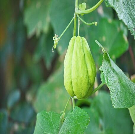 Green Chayote Vegetables
