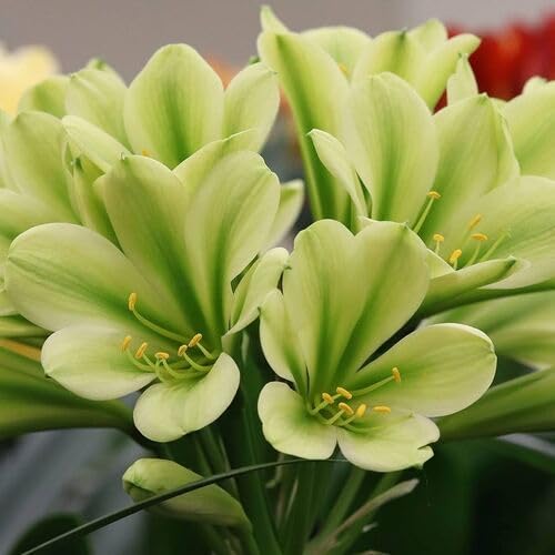 Green Clivia Flower - Heirloom, Non - Gmo Seeds