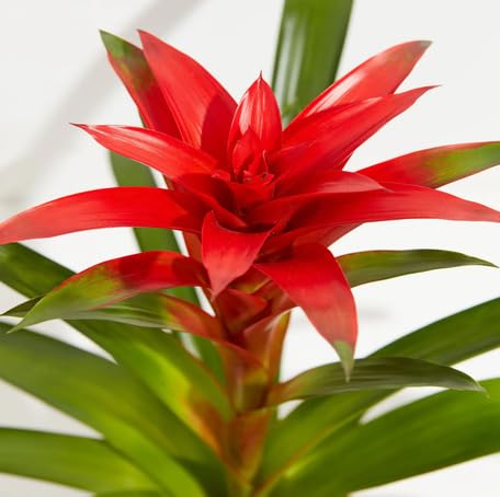 Red Bromeliad Flower - Heirloom, Non - Gmo Seeds