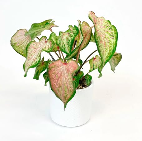 Green Pink Caladium - Heirloom, Non - Gmo Seeds