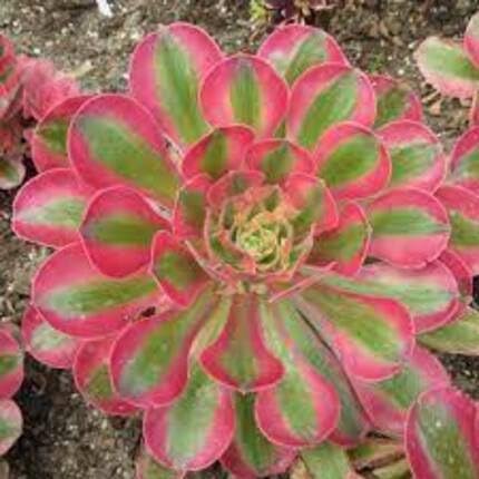 Aeonium Flower Pink - Heirloom, Non - Gmo Seeds