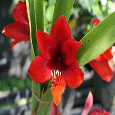 Amaryllis Flower - Heirloom, Non - Gmo Seeds
