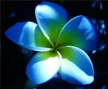 Plumeria Flower Seeds for Garden Planting - NON GMO Seeds Dhara Seeds