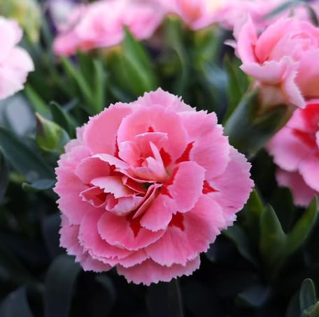 Pink Carnation Flower - Heirloom, Non - Gmo Seeds
