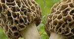 Light Brown Morel Mushroom Morchella esculenta for planting in home garden