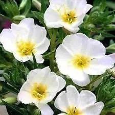 White Evening Primrose Flower Seeds for Planting - NON GMO Seeds for planting in home garden