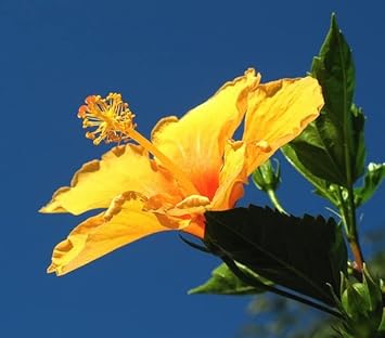 Hibiscus Rosasinensis Flower Heirloom Non Gmo Image