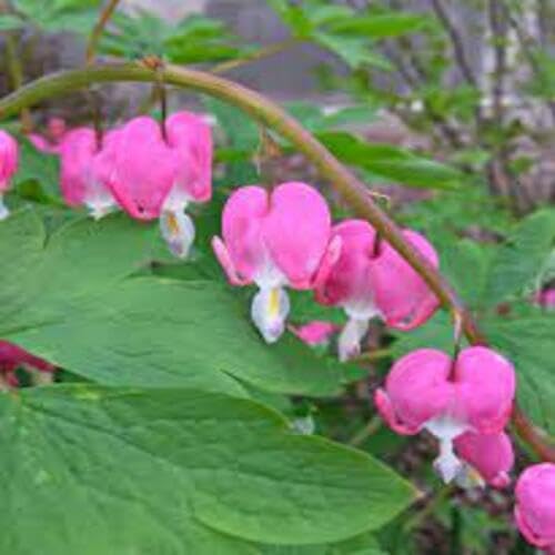 Pink Bleeding Heart Flower - Heirloom, Non - Gmo Seeds
