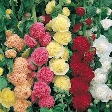 Mallow Alcea Rosea Plant Seeds for Planting Non-GMO Heirloom Garden Seeds for Growing Beautiful Flowers seeds for planting in home garden