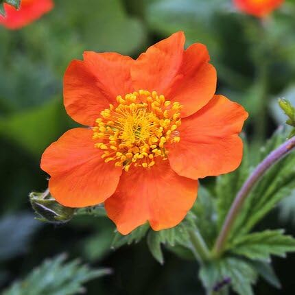 Geum Flower Orange - Heirloom, Non - Gmo Seeds