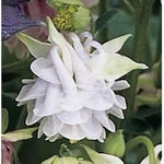 Aquilegia Lace Flower Seeds for Planting - 100 seeds for planting in home garden