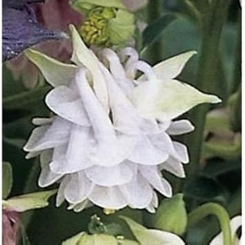 Aquilegia Lace Flower Seeds for Planting - 100 seeds for planting in home garden