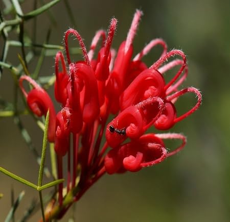 Red Grevillea Flower - Heirloom, Non - Gmo Seeds