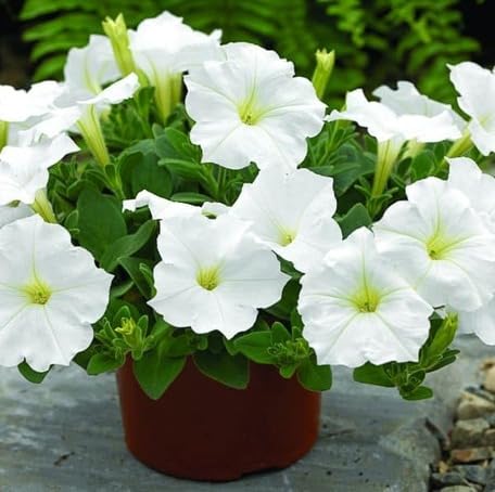 White Petunia Flower - Heirloom, Non - Gmo Seeds