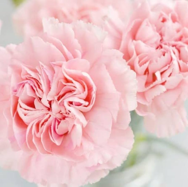 Heirloom Non-GMO Baby Pink Carnation Flower Seeds for Garden Planting – Classic Fragrant Blooms