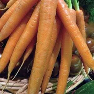 Radish Seeds for Planting, Orange