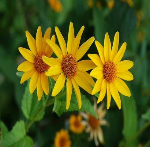 Yellow Heliopsis Flower