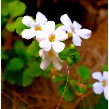 White Bacopa Flower - Heirloom, Non - Gmo Seeds