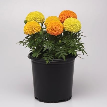 Marigold Flower - Heirloom, Non - Gmo Seeds