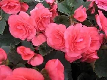 Heirloom Non-GMO Pink Begonia Flower Seeds for Planting – Shade-Loving Ornamental Seeds Dhara Seeds