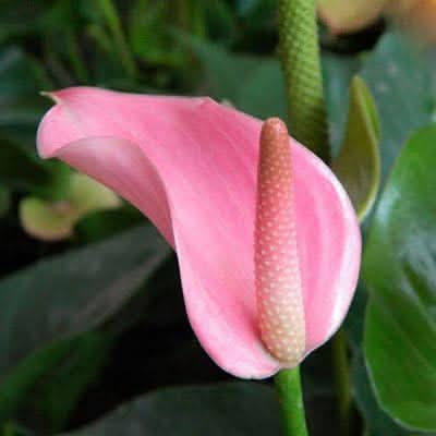 Anthurium Flower Seeds for Planting