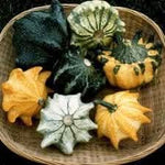 Thorn Gourd Momordica dioica seeds for garden planting