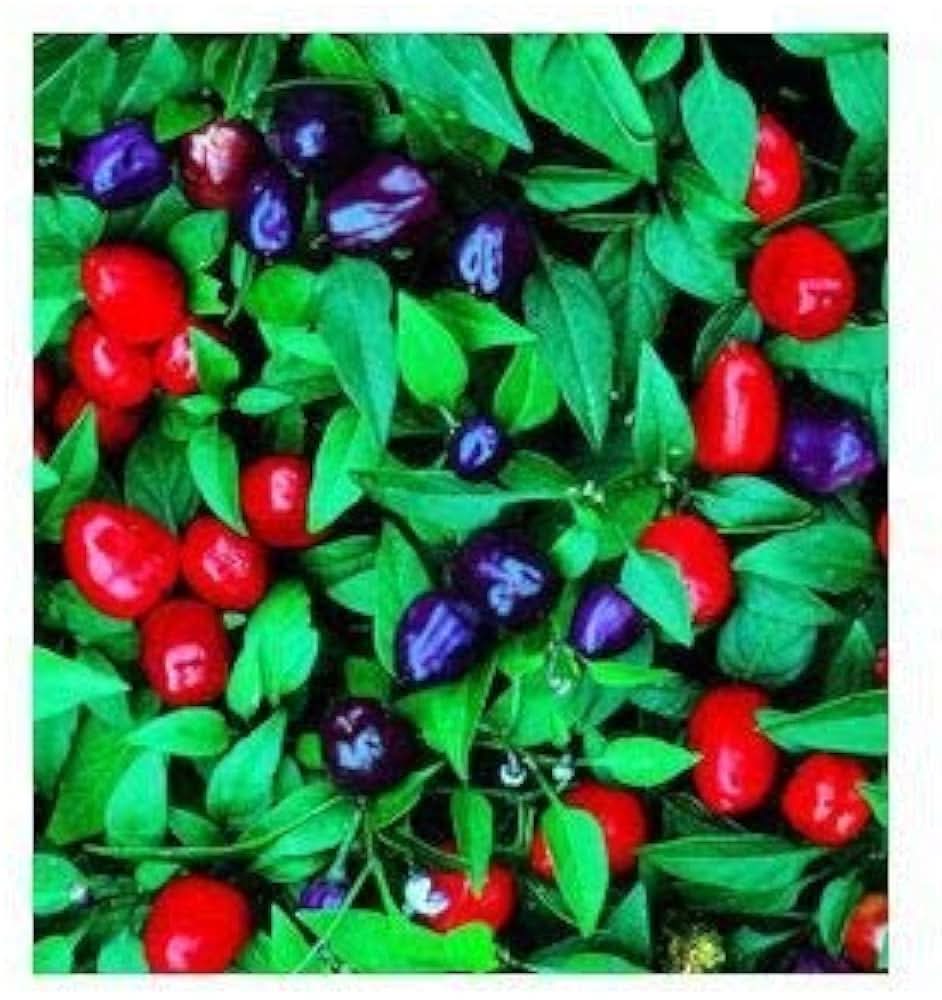 Hot Ornamental Filius Pepper Seeds for Planting