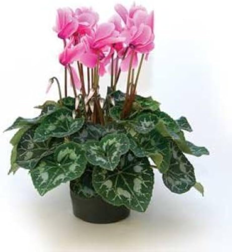 Cyclamen Cyclamen Persicum Rabbit Ear Flower Seeds for Planting – Great for Indoor Pots and Shaded Garden Spaces