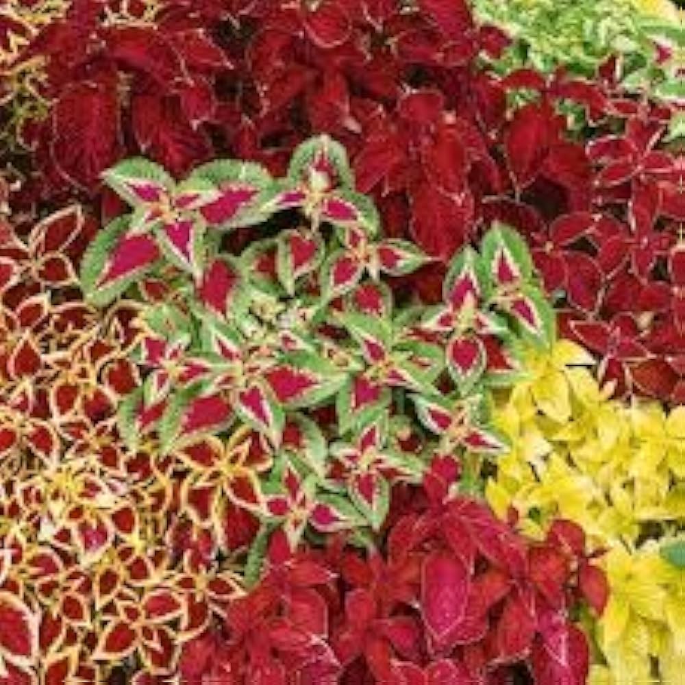 Pest repelling plant seeds set
