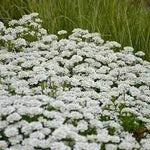 Iberis Sempervirens Flower Seeds for Planting – NON GMO Seeds Dhara Seeds