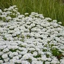 Iberis Sempervirens Flower Seeds for Planting – NON GMO Seeds Dhara Seeds