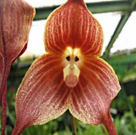 Brown Monkey Face Orchid Flower - Heirloom, Non - Gmo Seeds