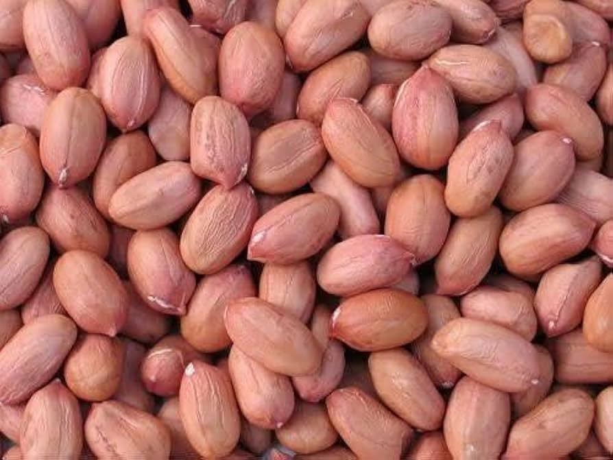 Champ Peanut Seeds for Planting Arachis hypogaea for home gardens and edible patches