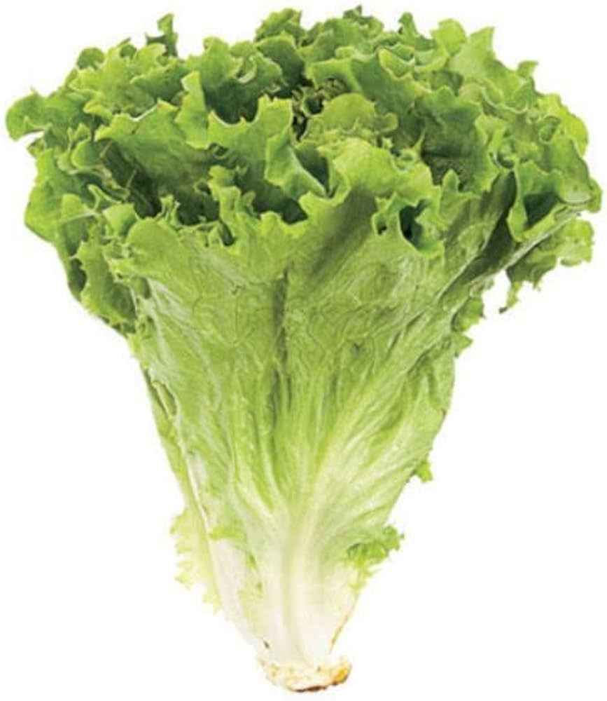 US Salad Seeds for Planting (No Scientific Name) for Home Garden and Vegetable Patch