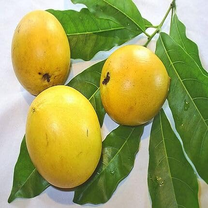 Yellow Abiu Fruit