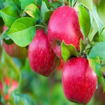 Red Spondias Purpurea seeds for planting in home garden